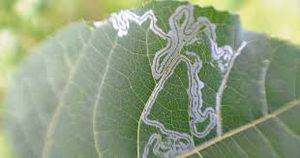 uploads/images/pest/cucurbit leaf minor.jpg